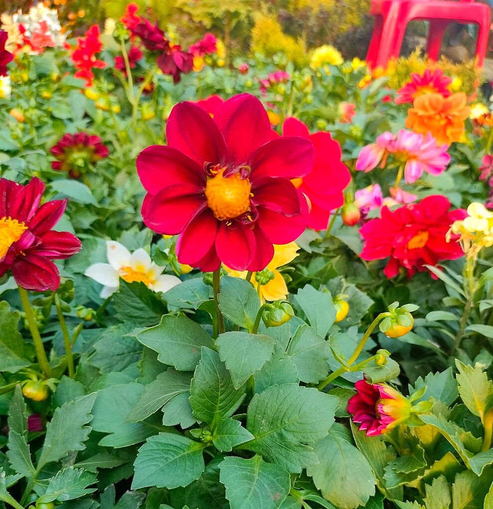 Mignon Mix Dwarf Single Dahlia - Image 6