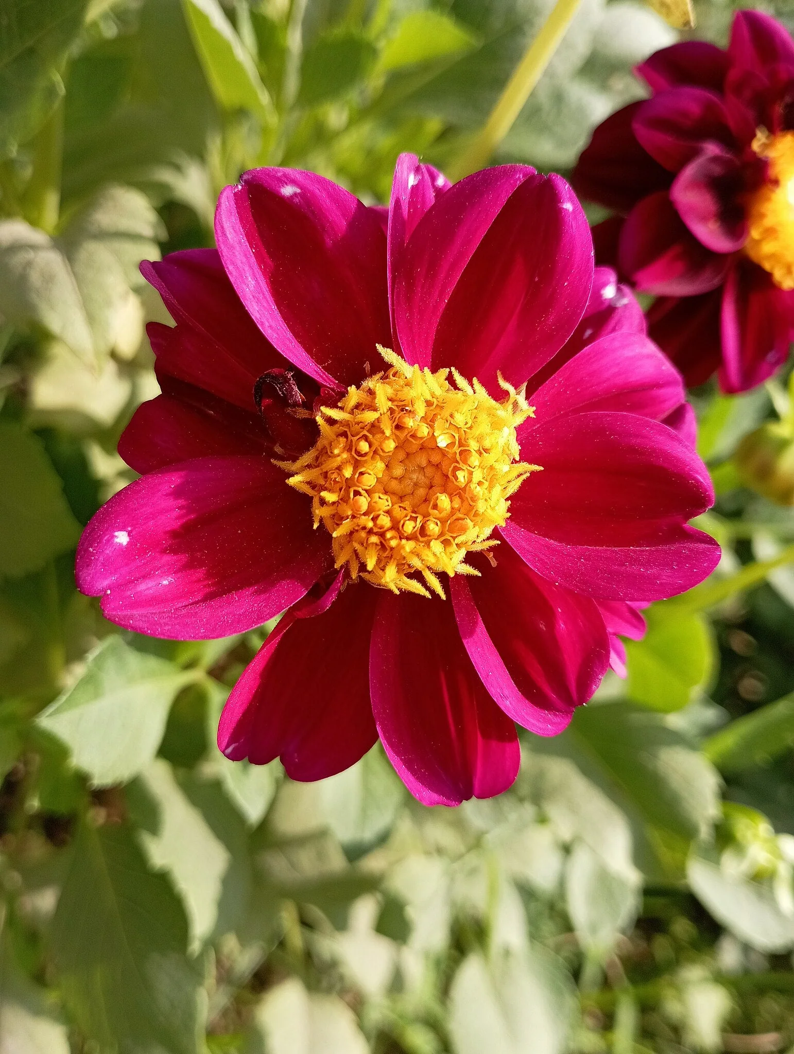 Mignon Mix Dwarf Single Dahlia - Image 7