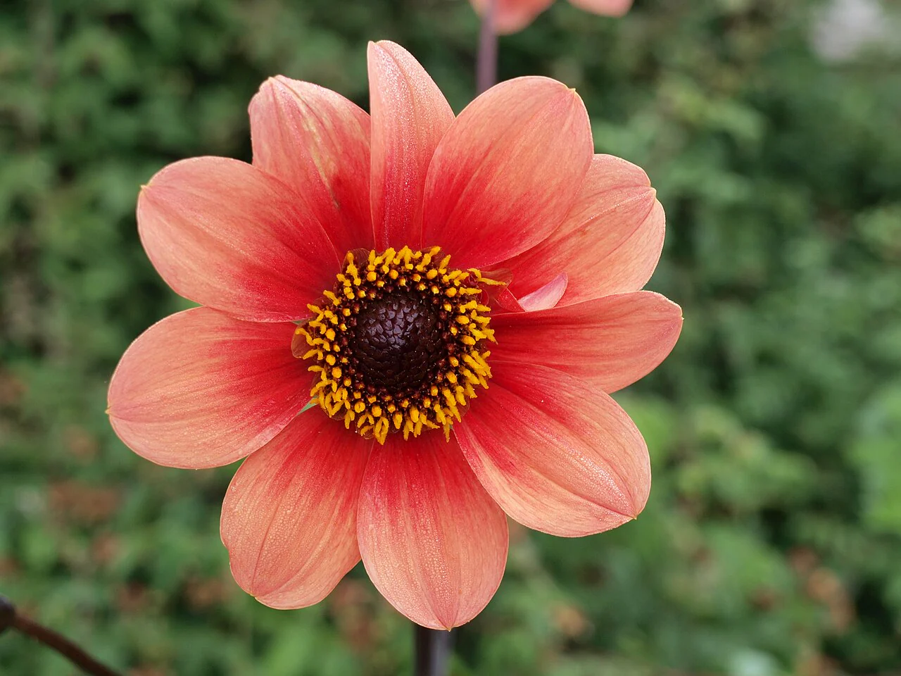 Mignon Mix Dwarf Single Dahlia - Image 8