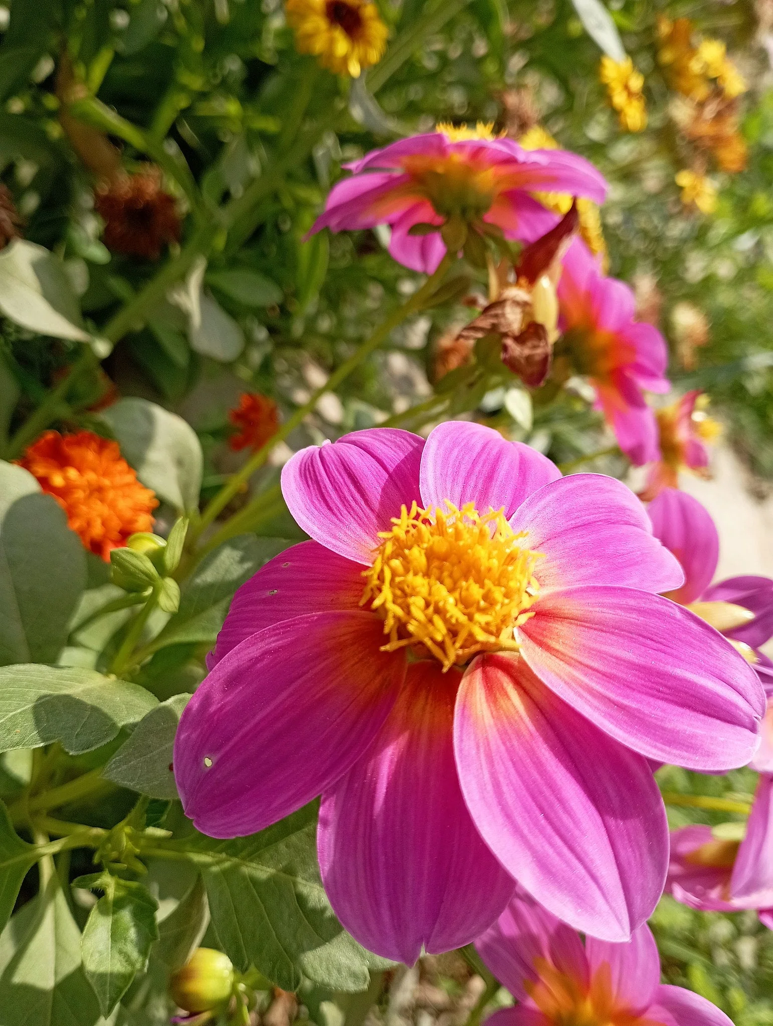 Mignon Mix Dwarf Single Dahlia - Image 9