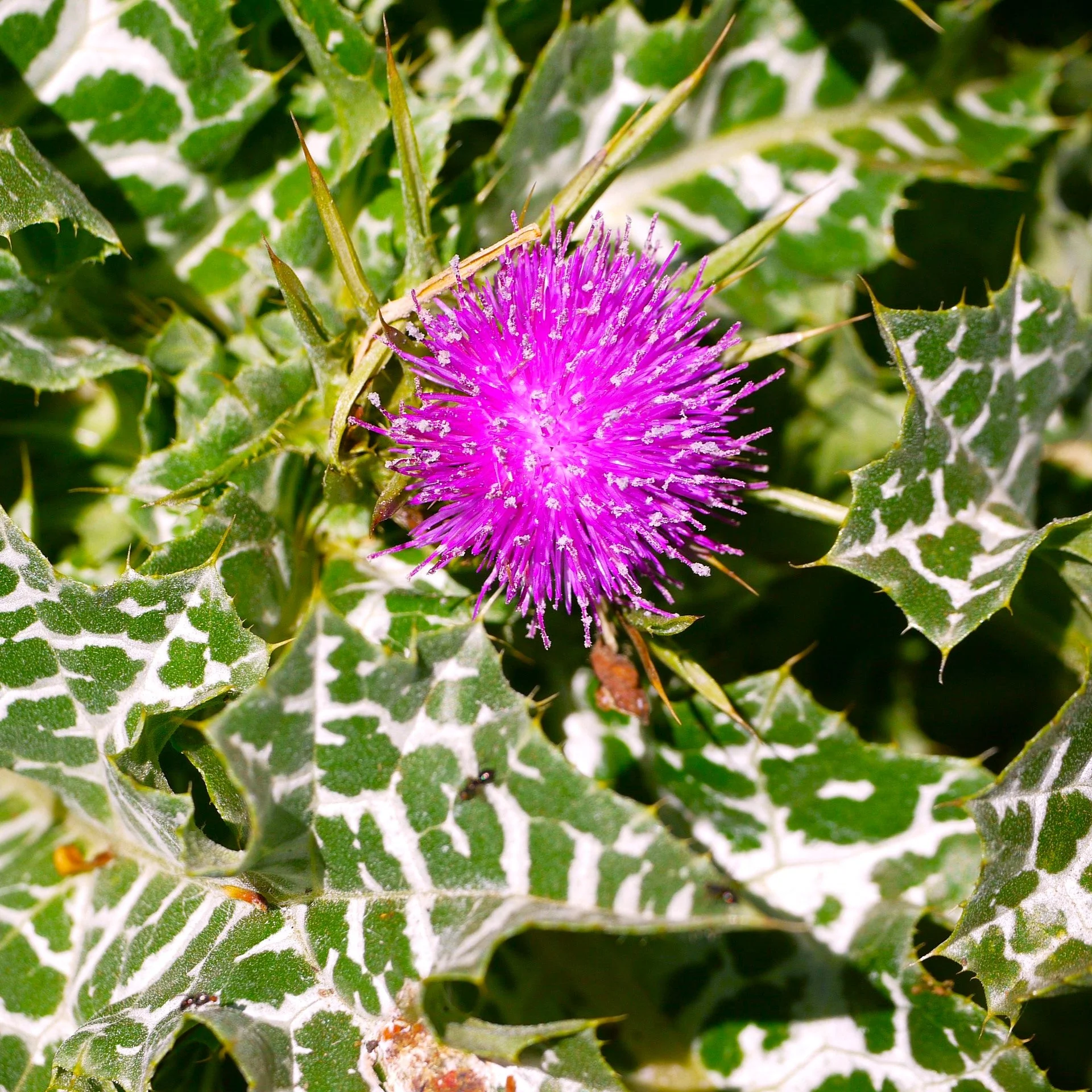Milk Thistle