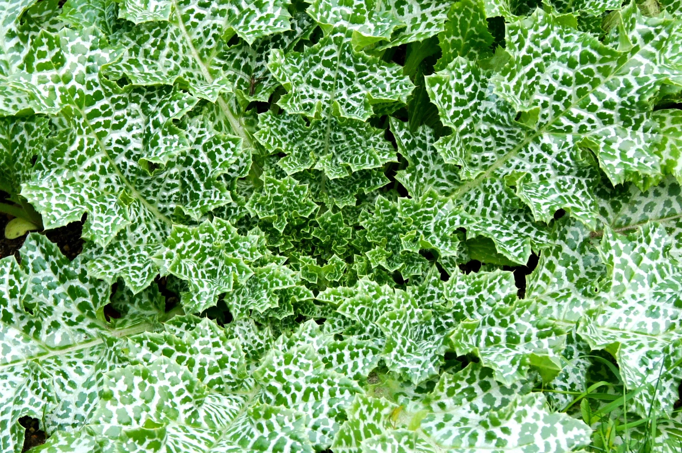 Milk Thistle - Image 2