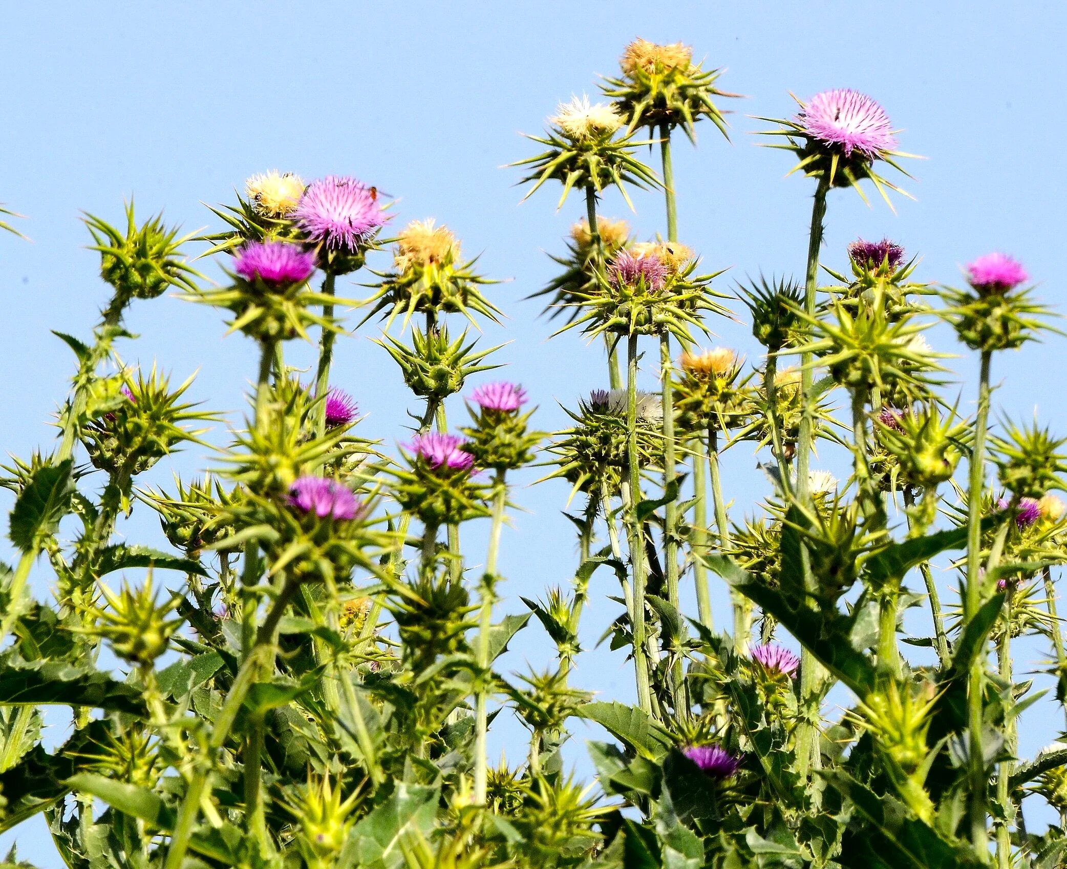 Milk Thistle - Image 3