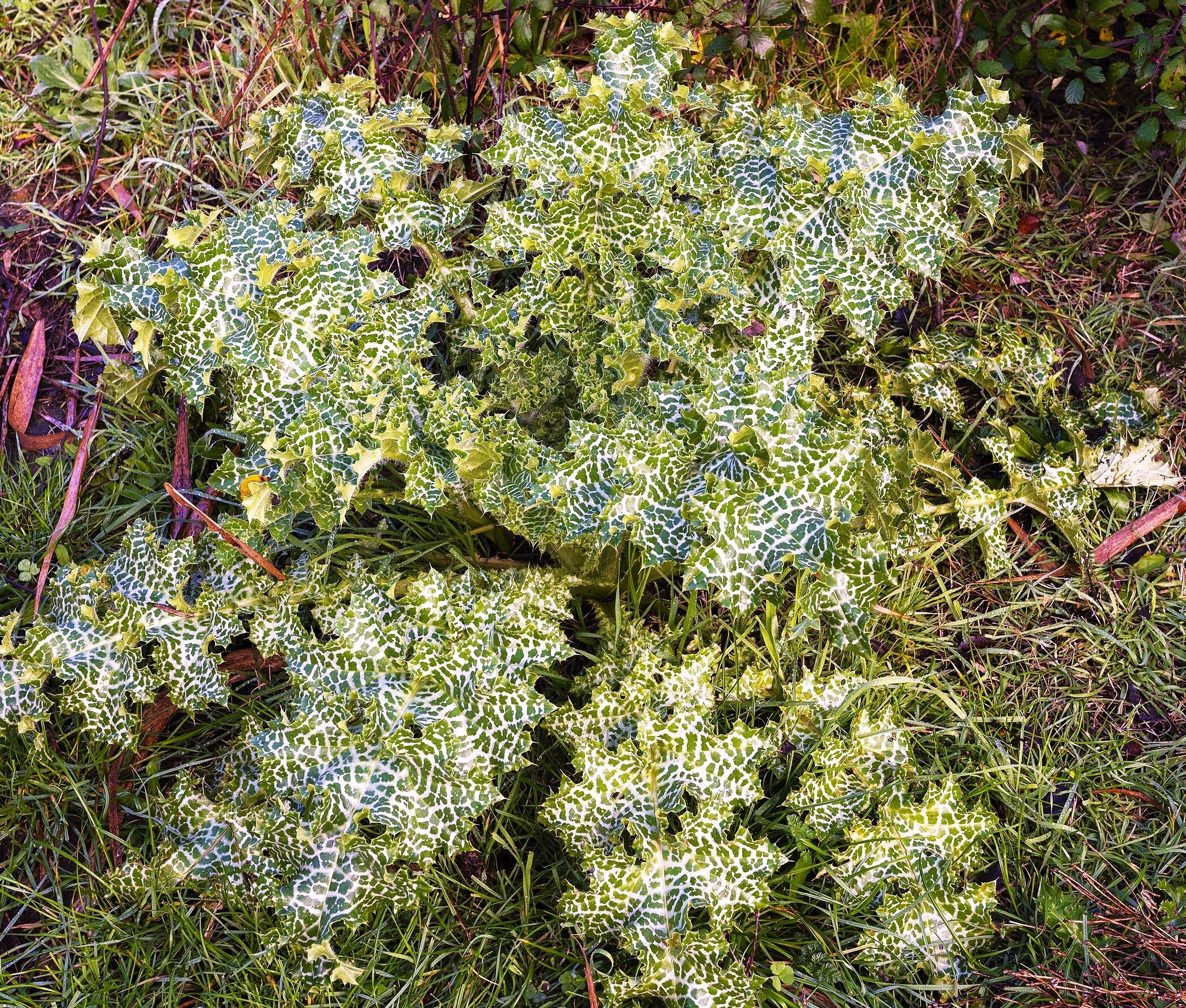 Milk Thistle - Image 4