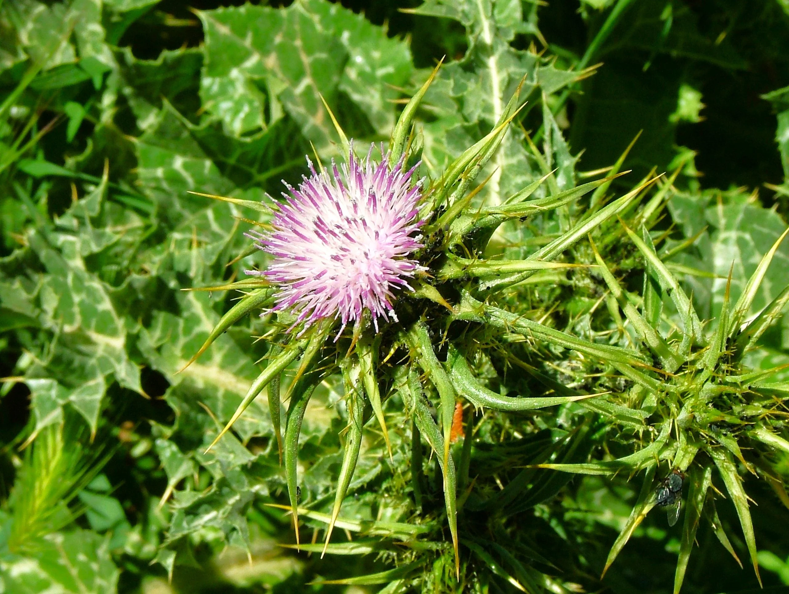 Milk Thistle - Image 5