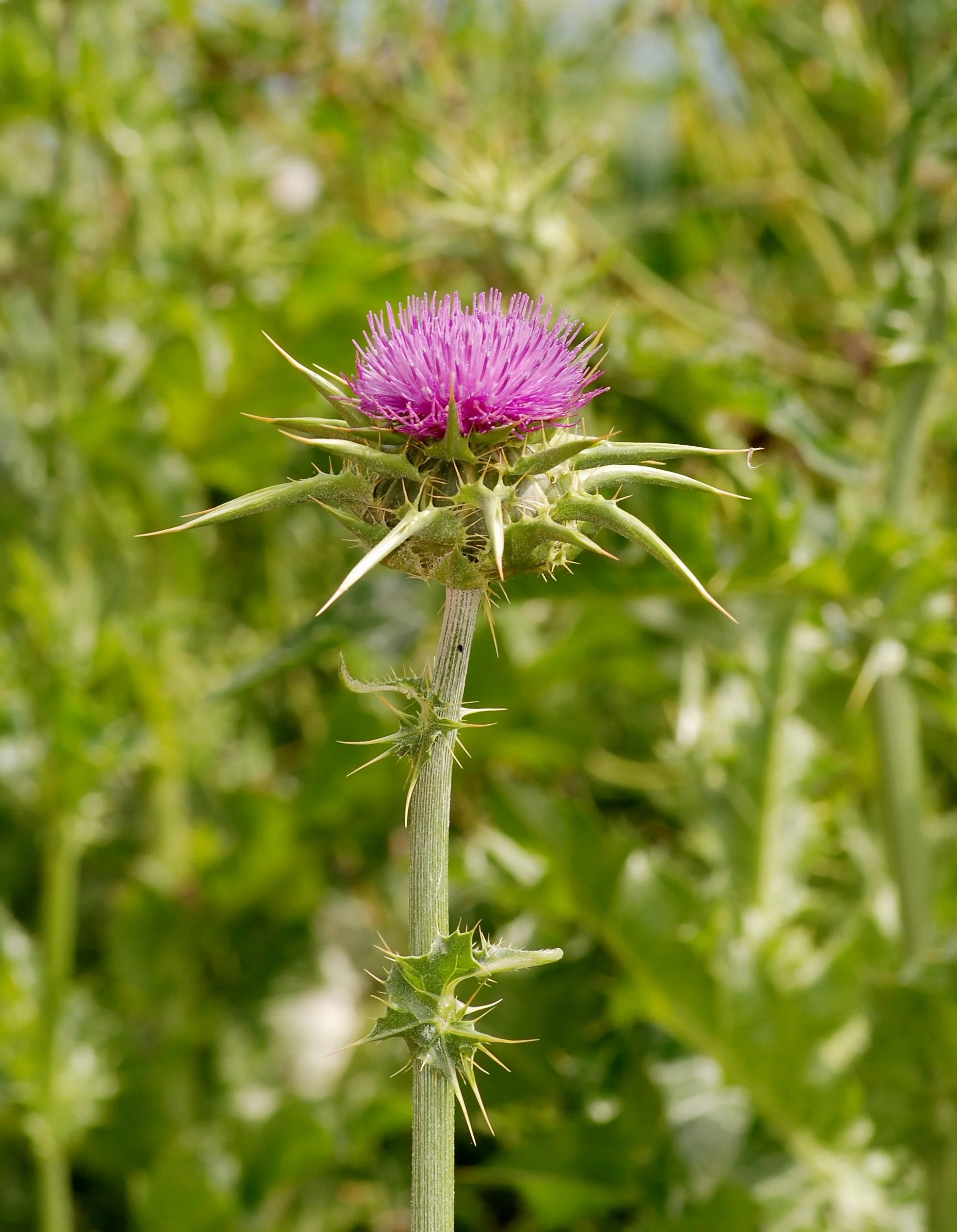 Milk Thistle - Image 6