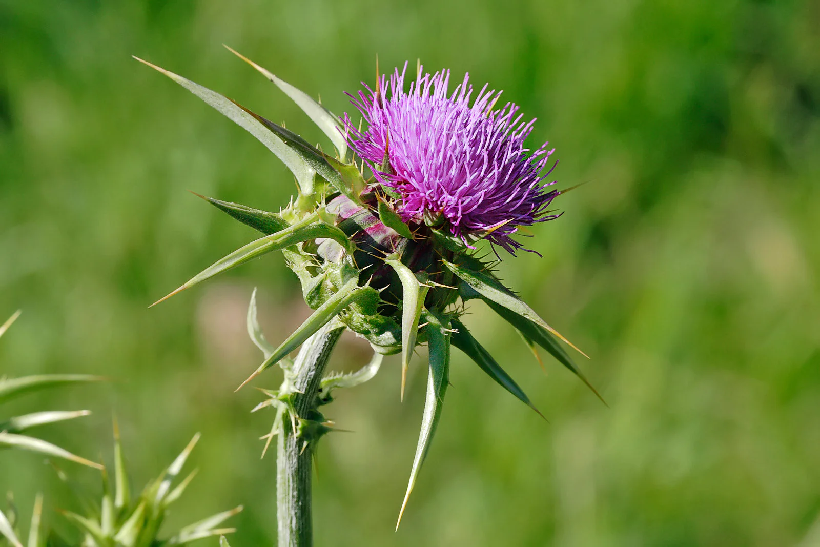 Milk Thistle - Image 7