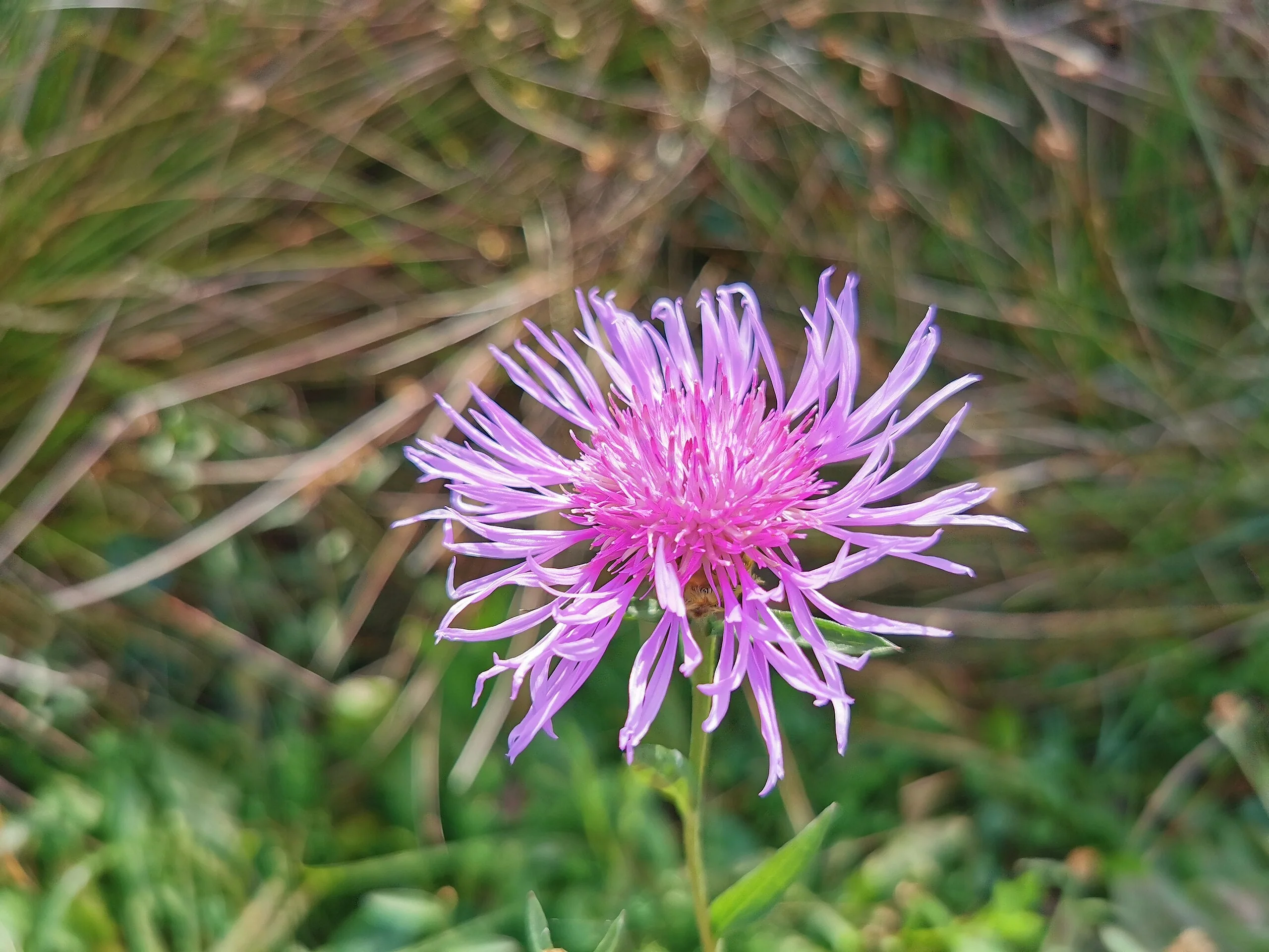 Milk Thistle - Image 9
