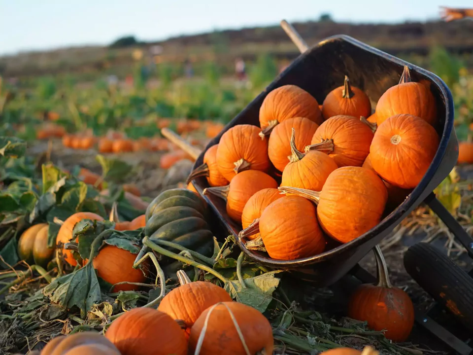 Jack-Be-Little and Wee-B-Little Mix Pumpkins - Image 4