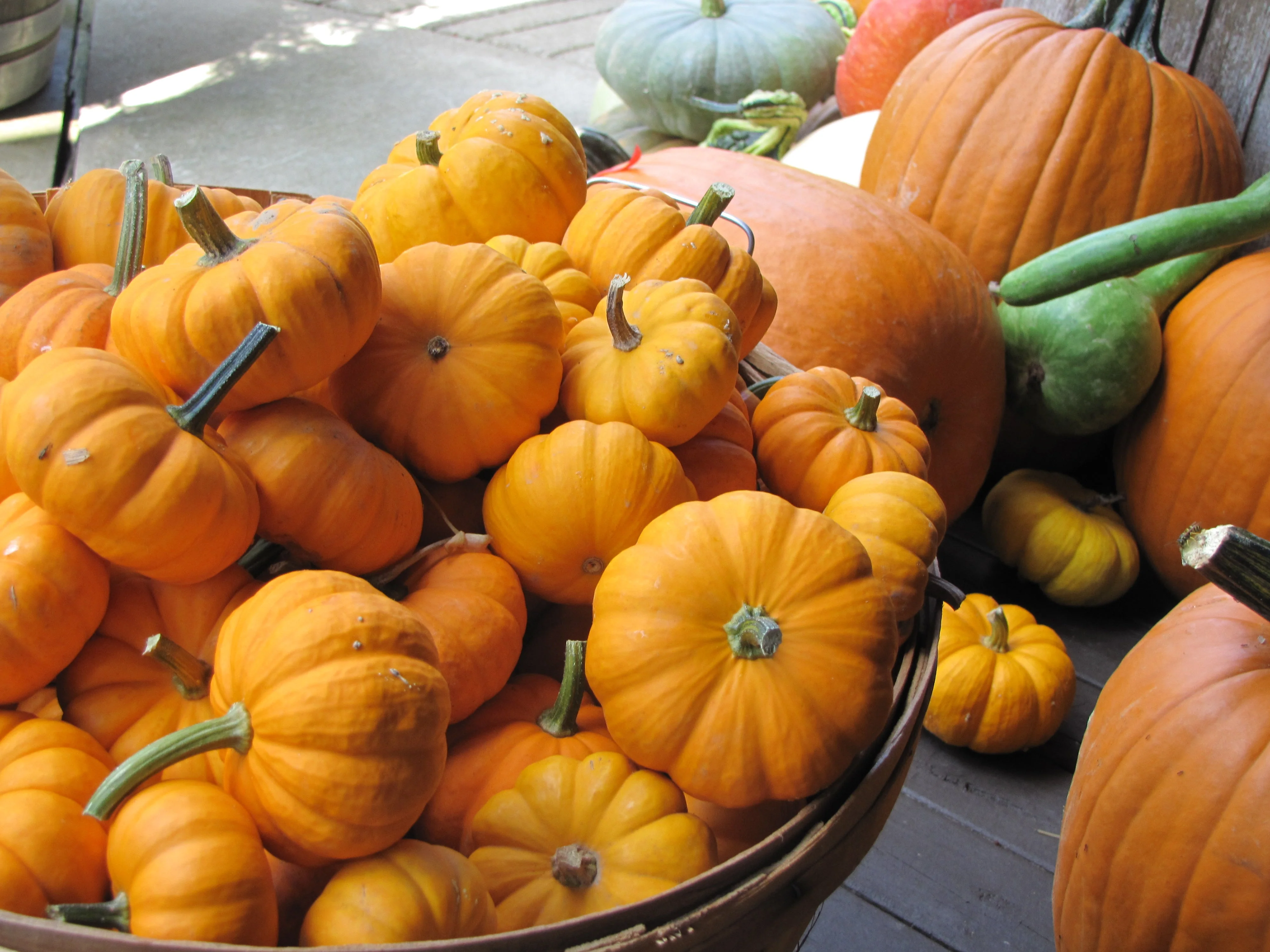 Jack-Be-Little and Wee-B-Little Mix Pumpkins - Image 5