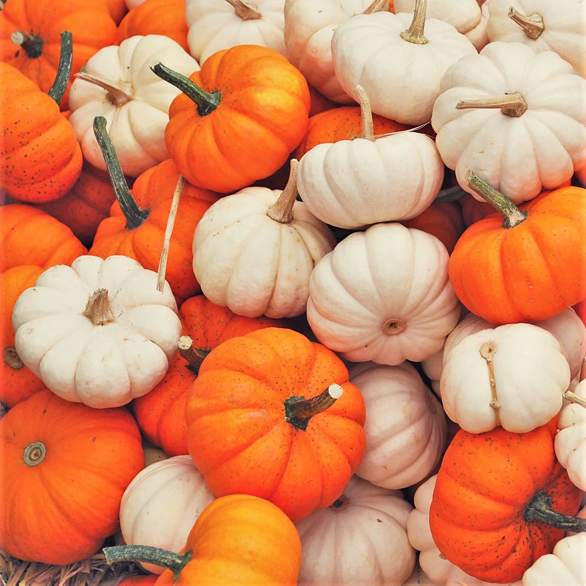 Mini Mix Pumpkins