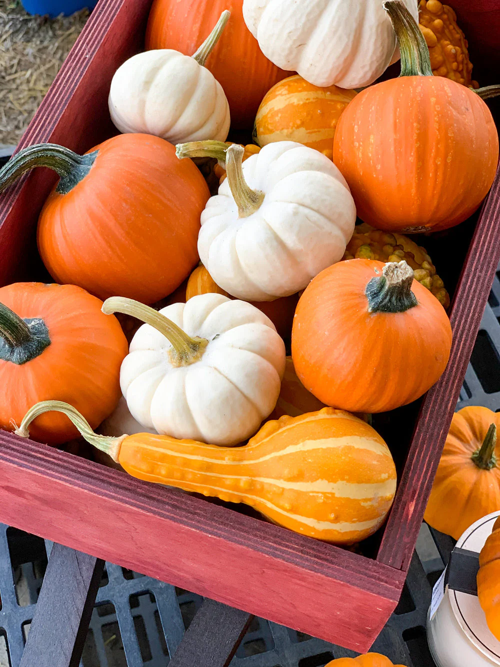 Mini Mix Pumpkins - Image 8