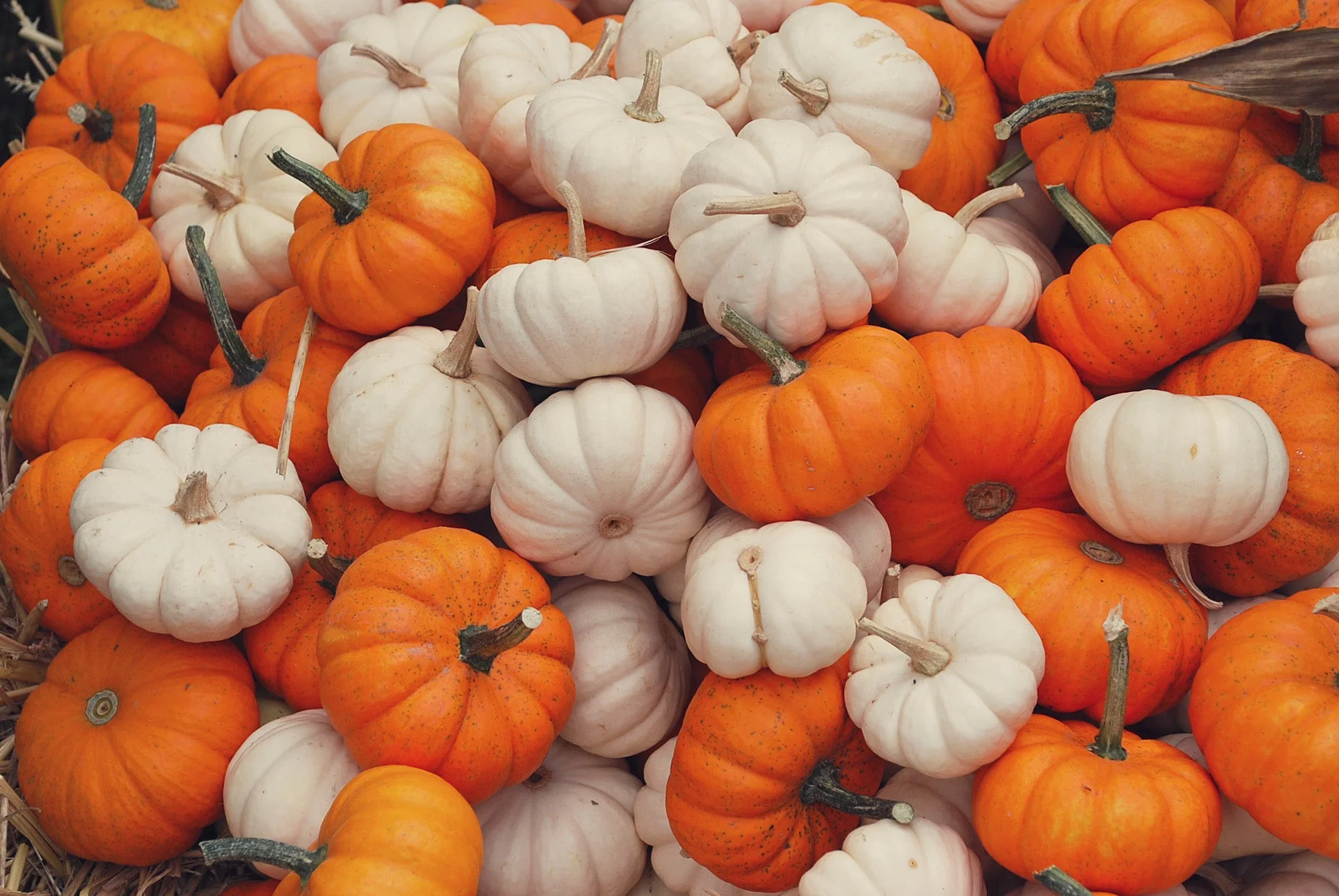 Mini Mix Pumpkins - Image 9