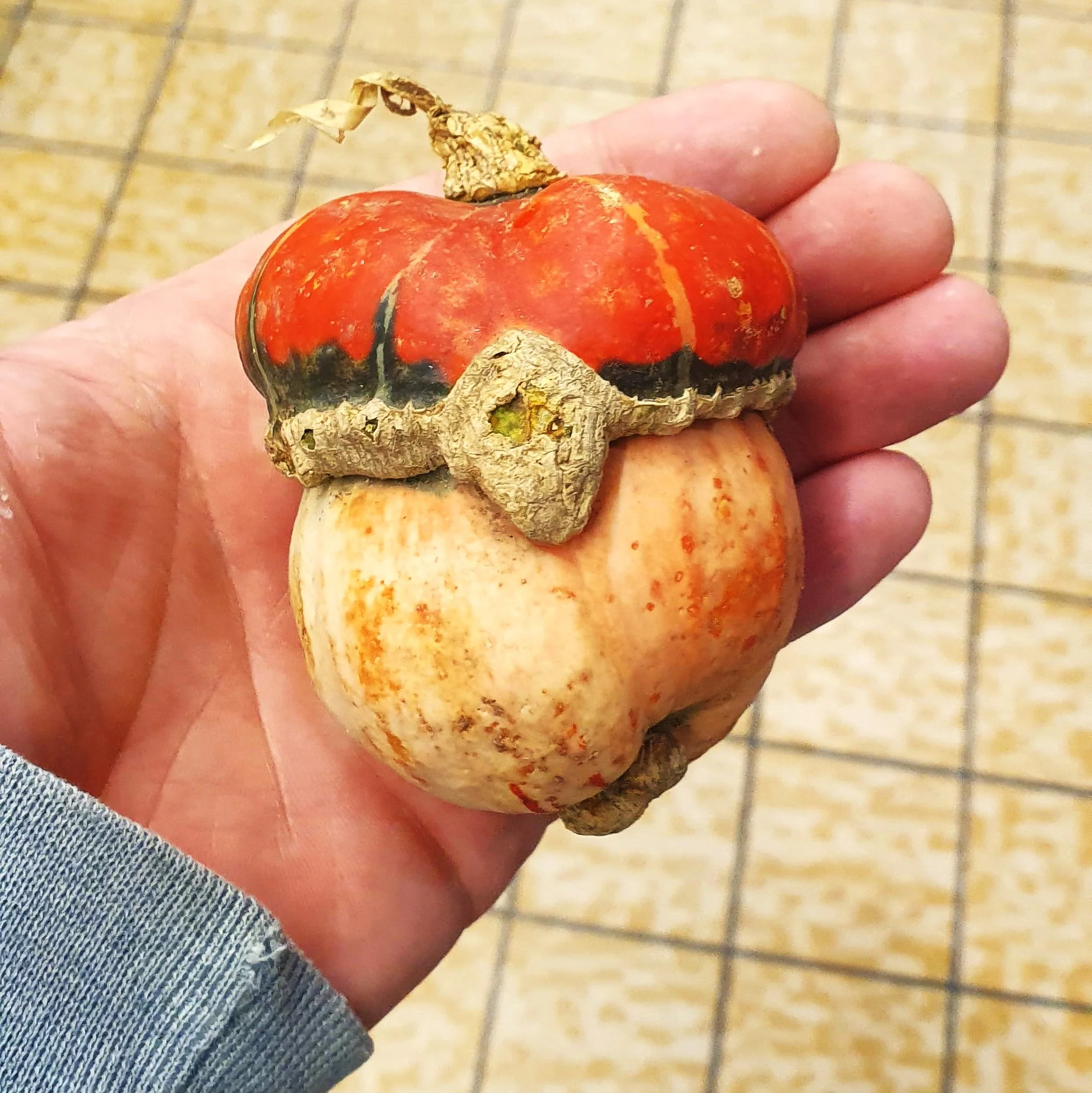 Mini Red Turk's Turban Ornamental Gourd - Image 10