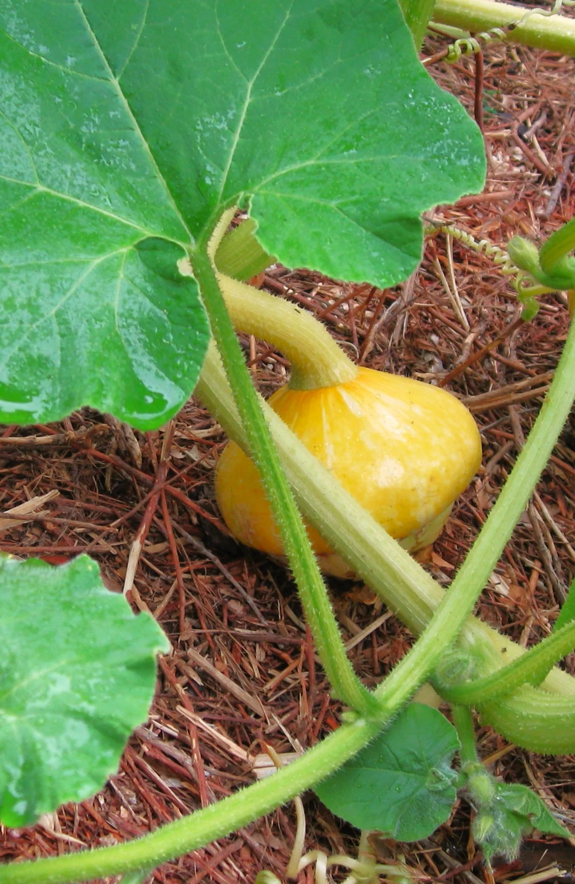Mini Red Turk's Turban Ornamental Gourd - Image 2