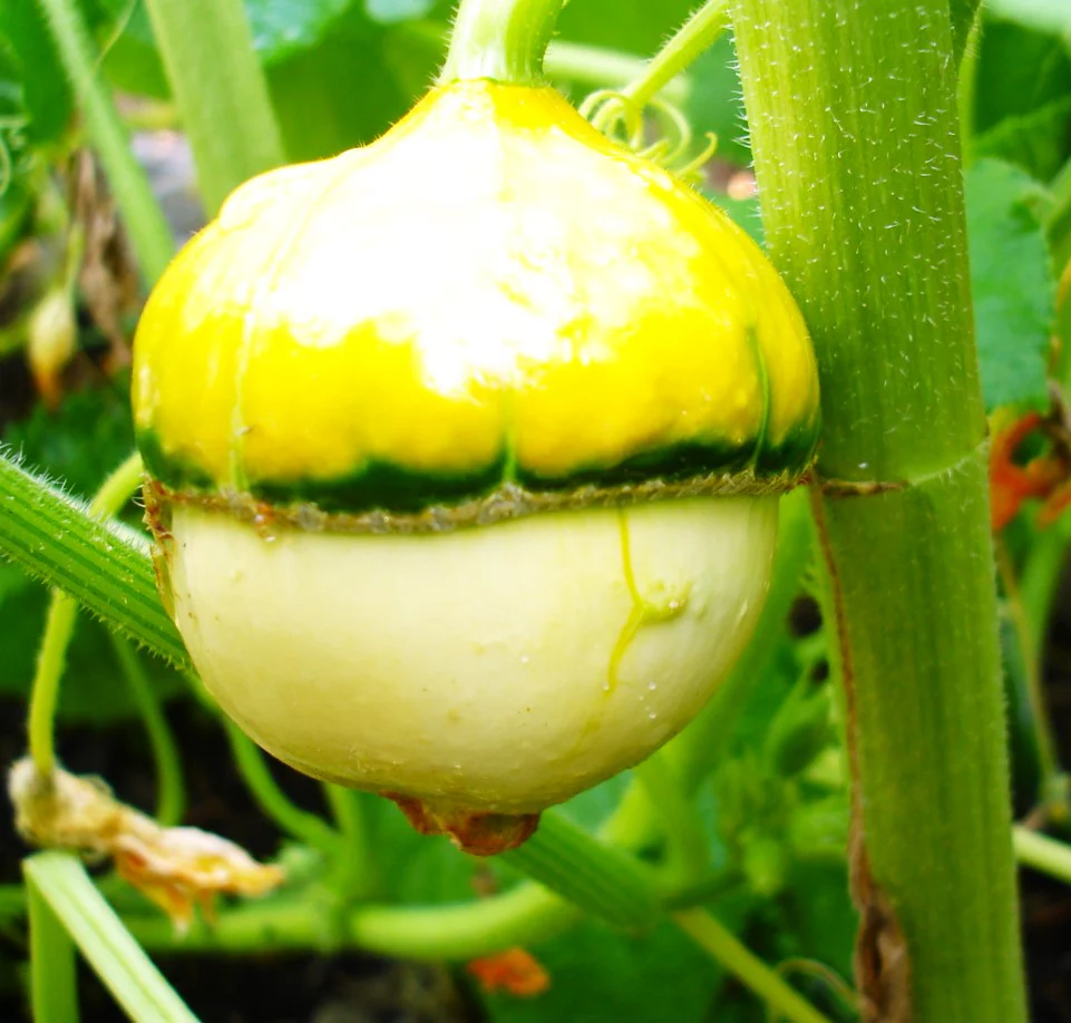 Mini Red Turk's Turban Ornamental Gourd - Image 3