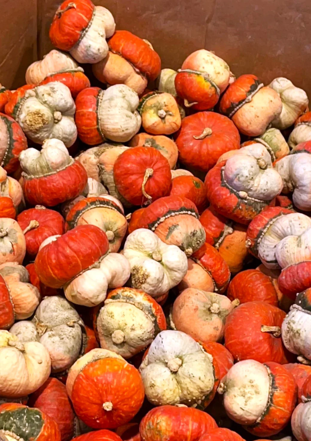 Mini Red Turk's Turban Ornamental Gourd - Image 4