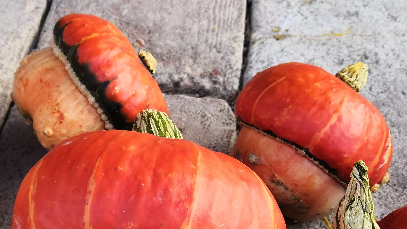 Mini Red Turk's Turban Ornamental Gourd - Image 7