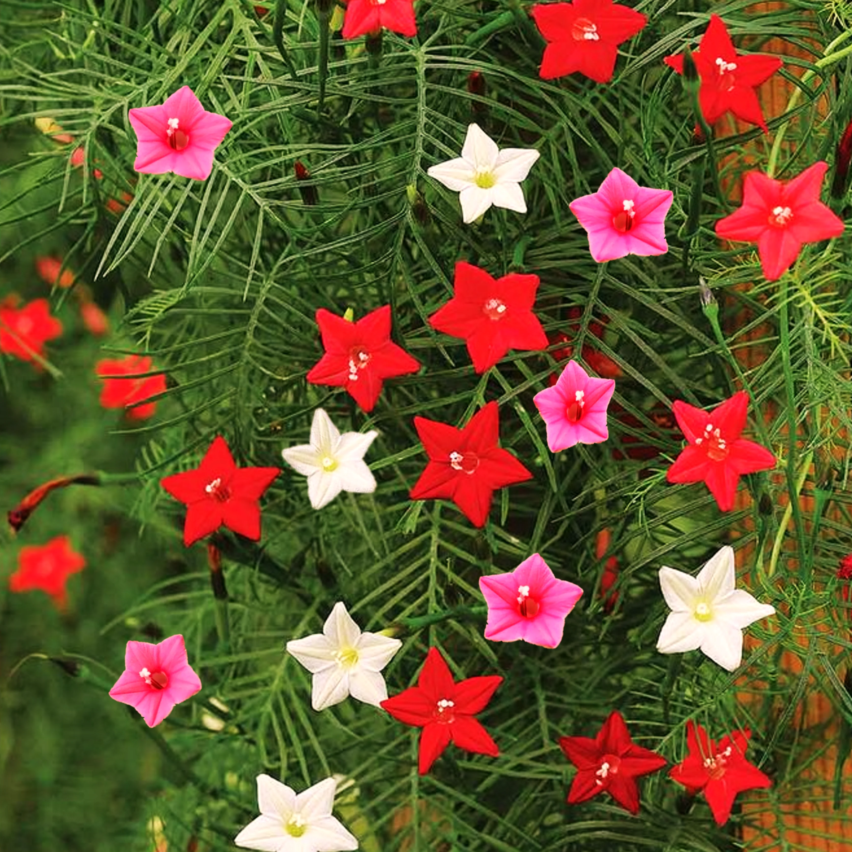 Mixed Colors Cypress Vine