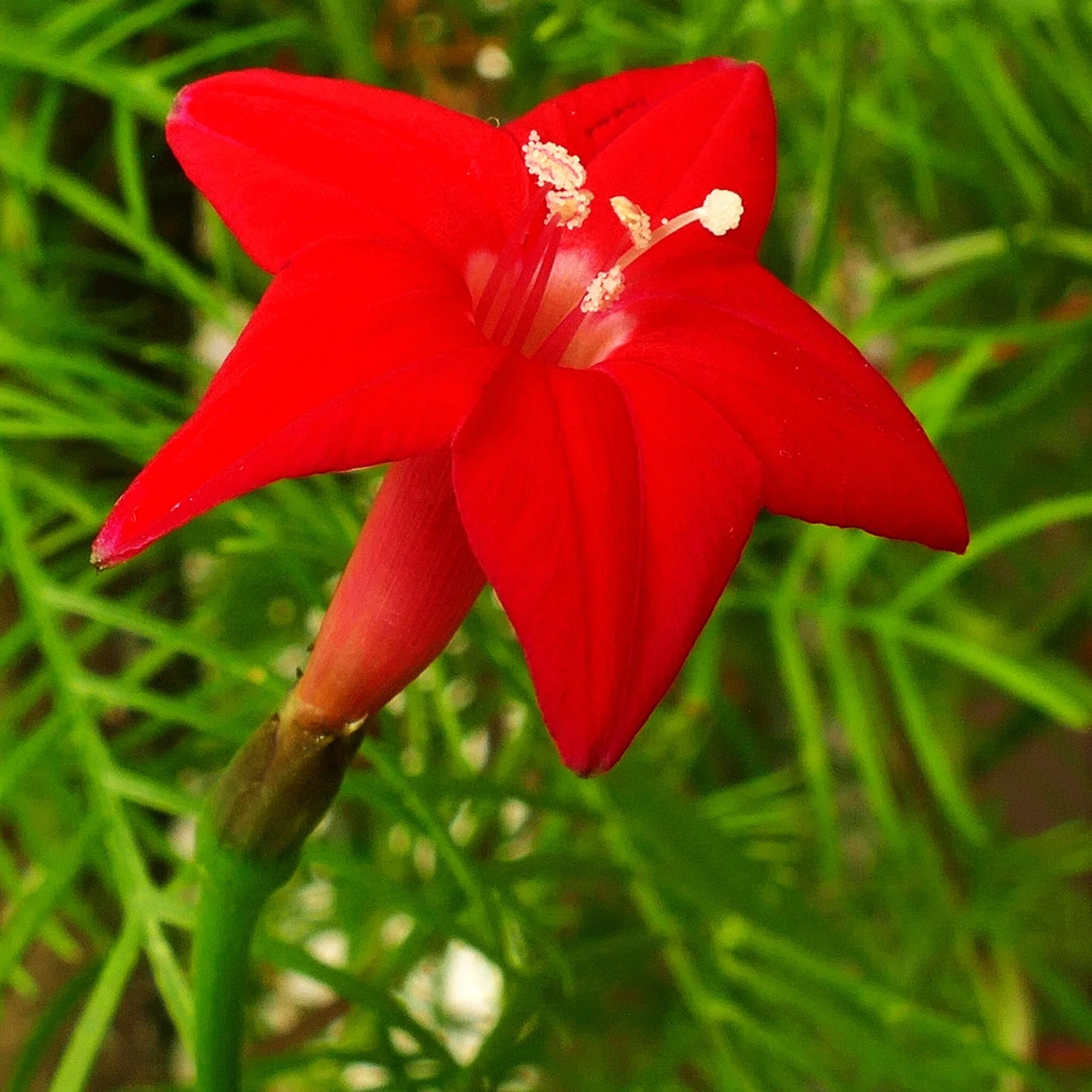 Mixed Colors Cypress Vine - Image 10