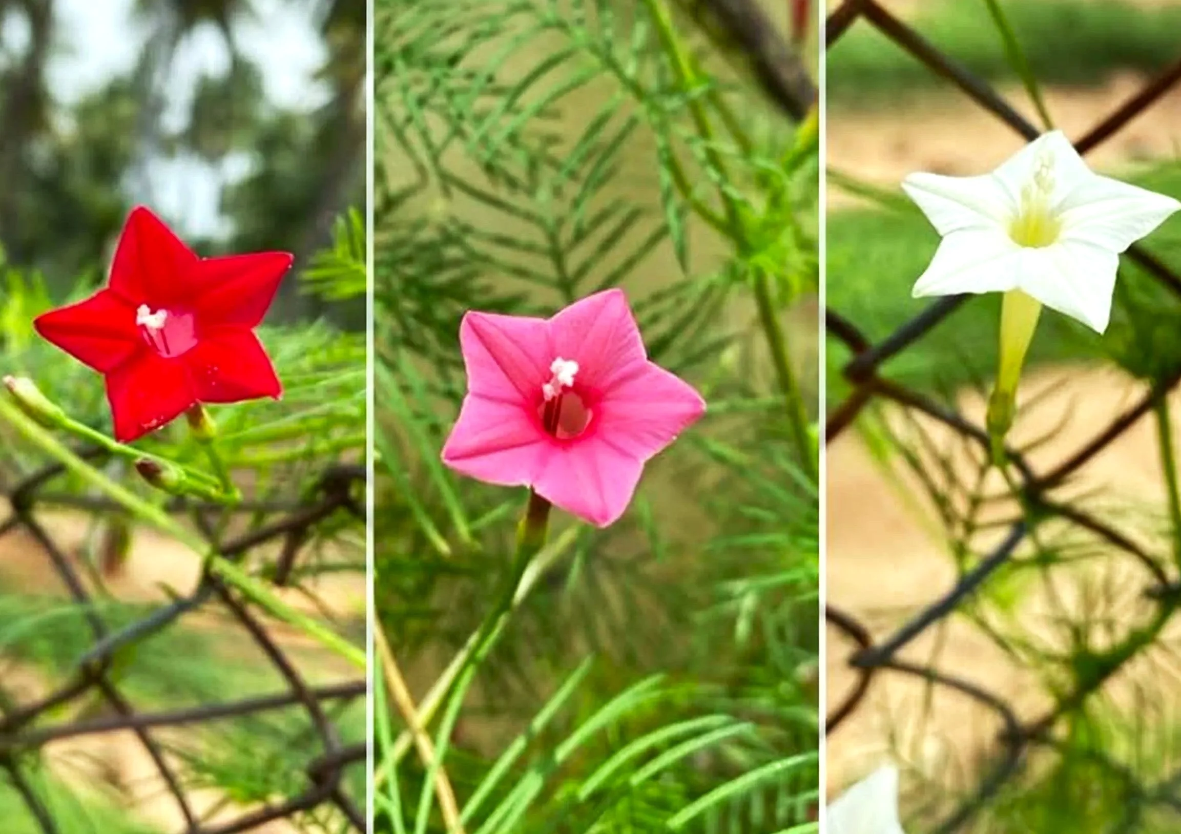 Mixed Colors Cypress Vine - Image 2