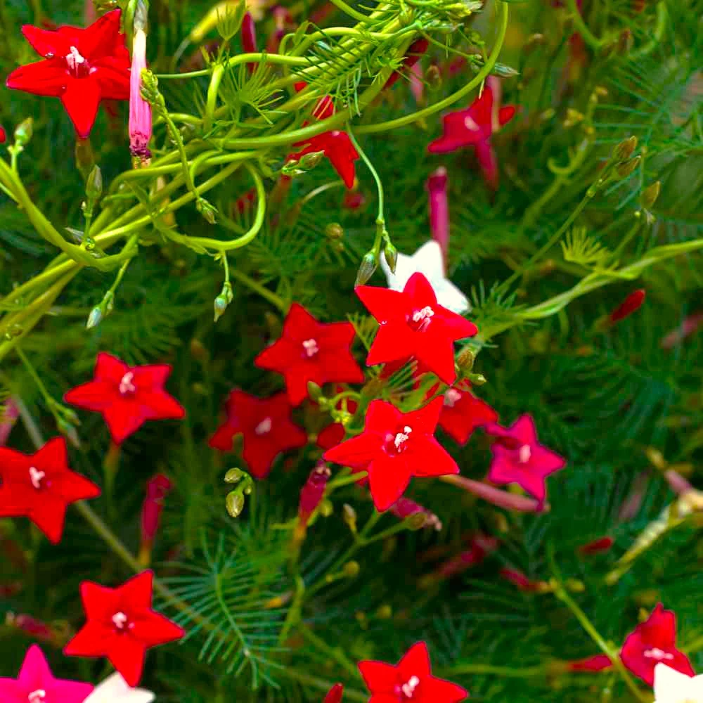 Mixed Colors Cypress Vine - Image 3