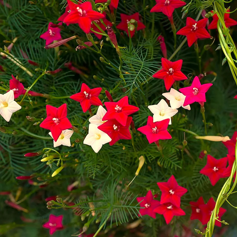 Mixed Colors Cypress Vine - Image 4