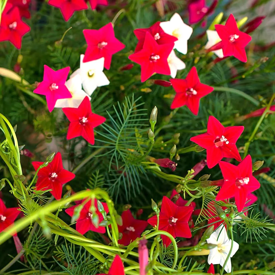 Mixed Colors Cypress Vine - Image 5
