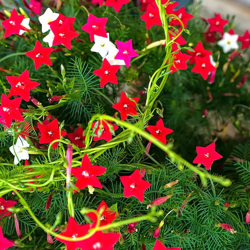 Mixed Colors Cypress Vine - Image 6