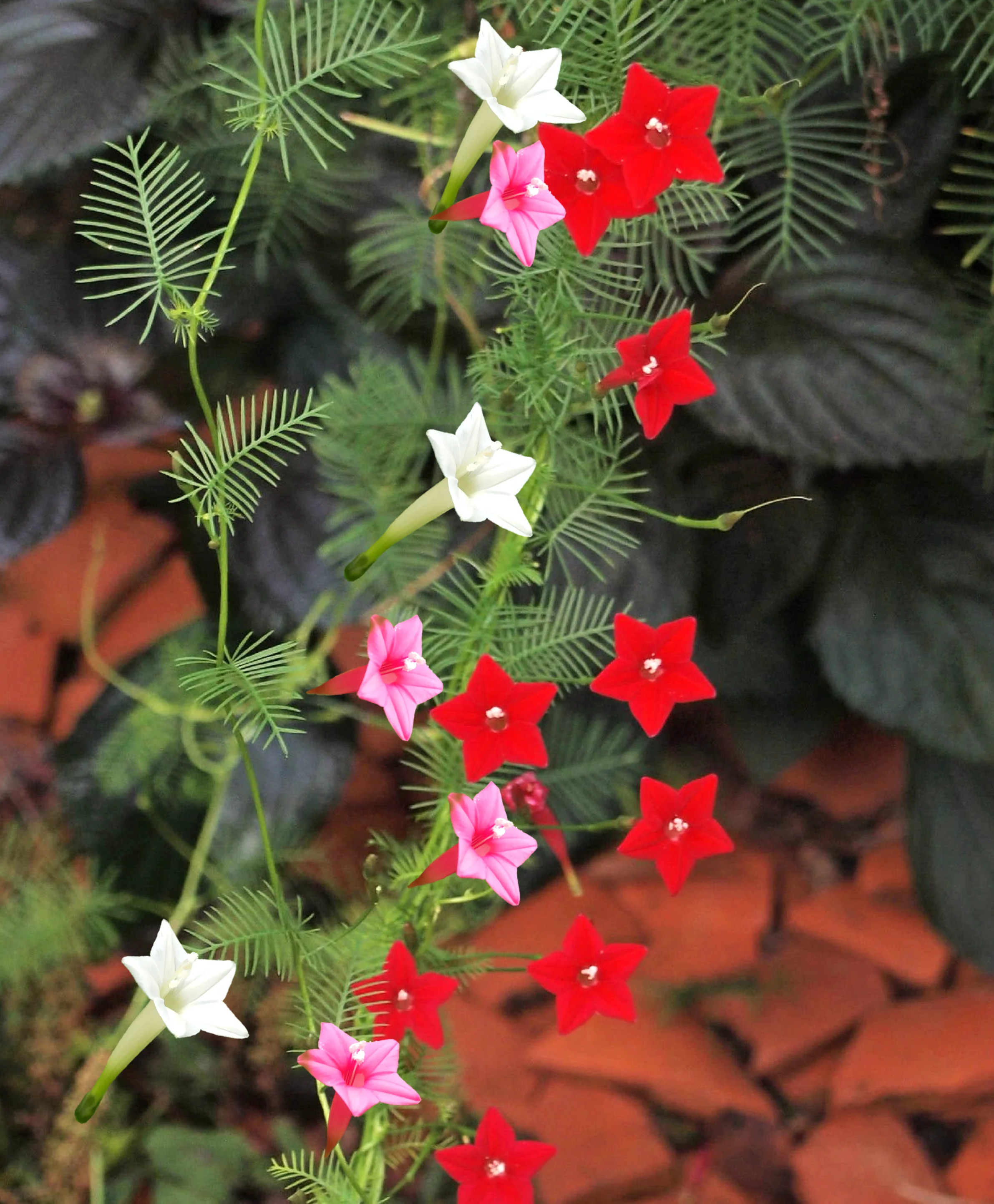 Mixed Colors Cypress Vine - Image 7