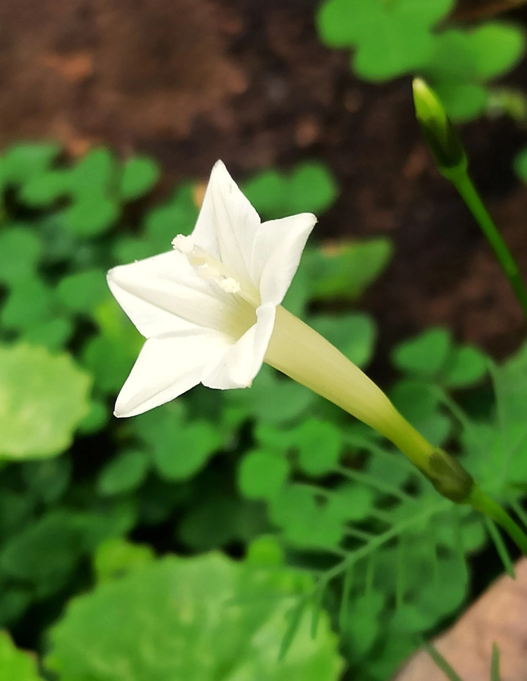 Mixed Colors Cypress Vine - Image 8
