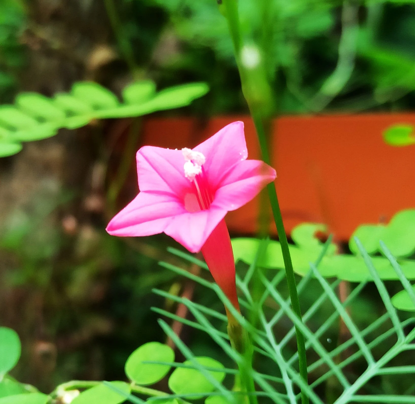 Mixed Colors Cypress Vine - Image 9
