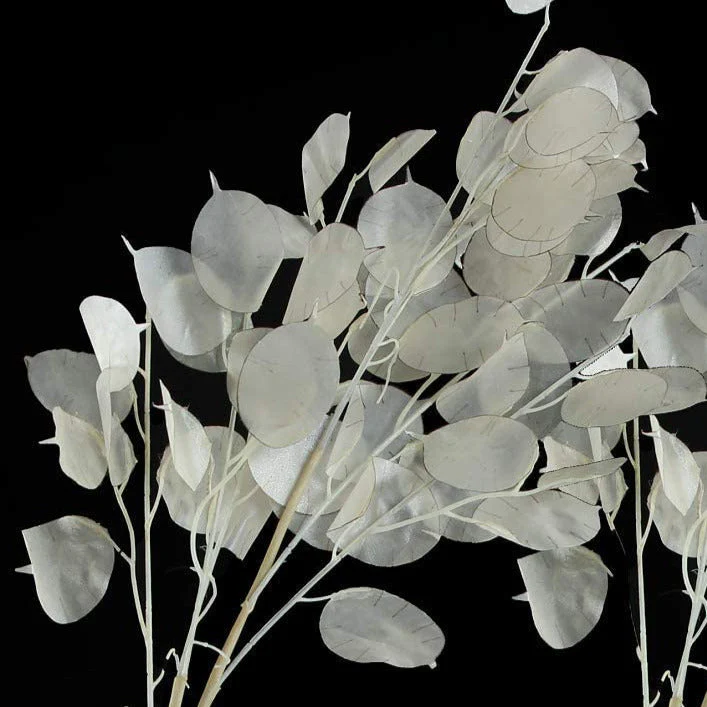 Money Plant (Lunaria) - Image 2