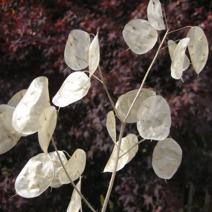 Money Plant (Lunaria) - Image 3