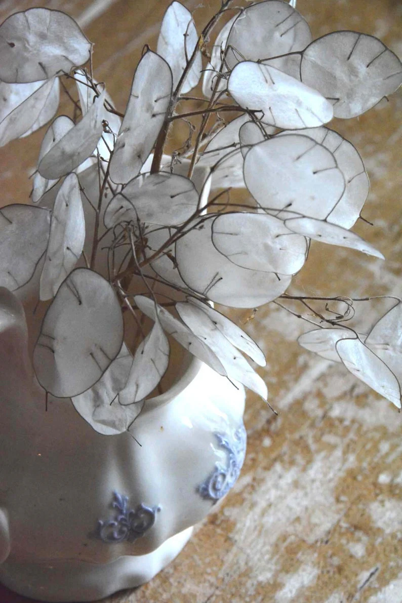 Money Plant (Lunaria) - Image 5