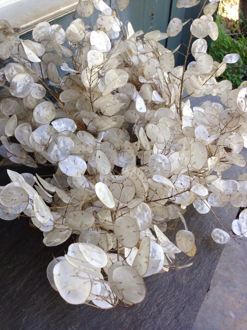 Money Plant (Lunaria) - Image 6