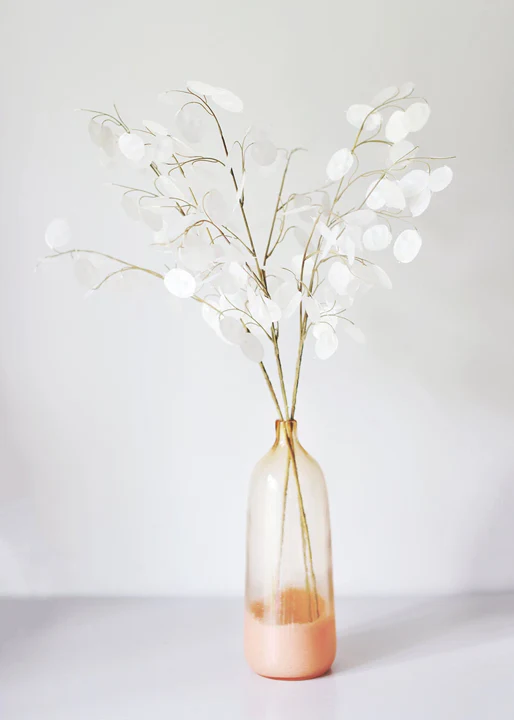 Money Plant (Lunaria) - Image 7