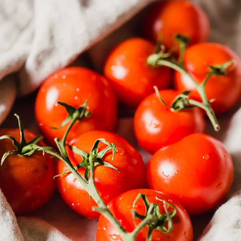 Moneymaker Vine Tomato - Image 3