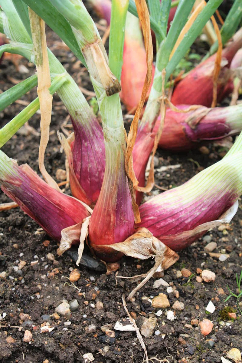 Monique French Shallot Sets (Bulbs) - Image 3