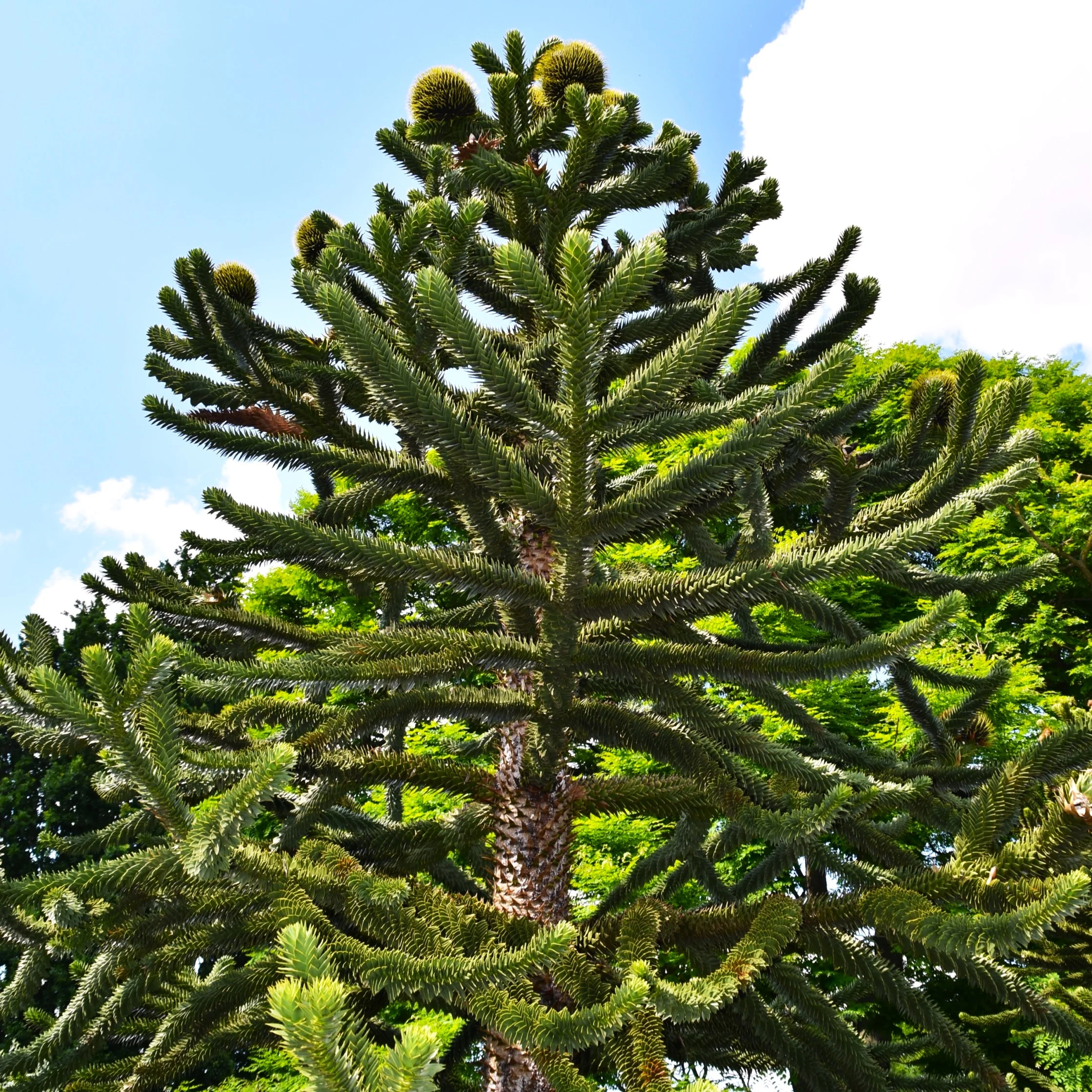 Monkey Puzzle Tree
