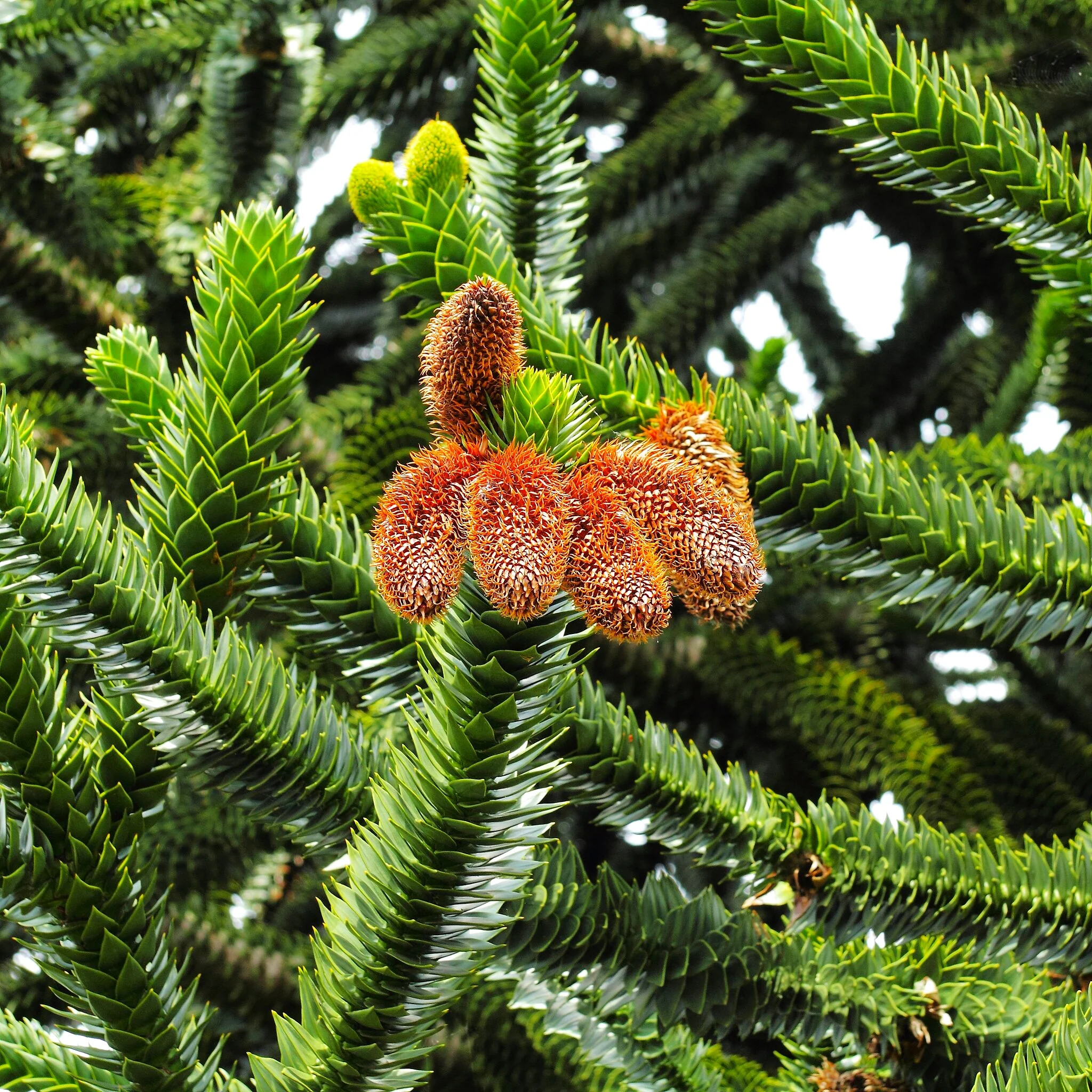 Monkey Puzzle Tree - Image 4