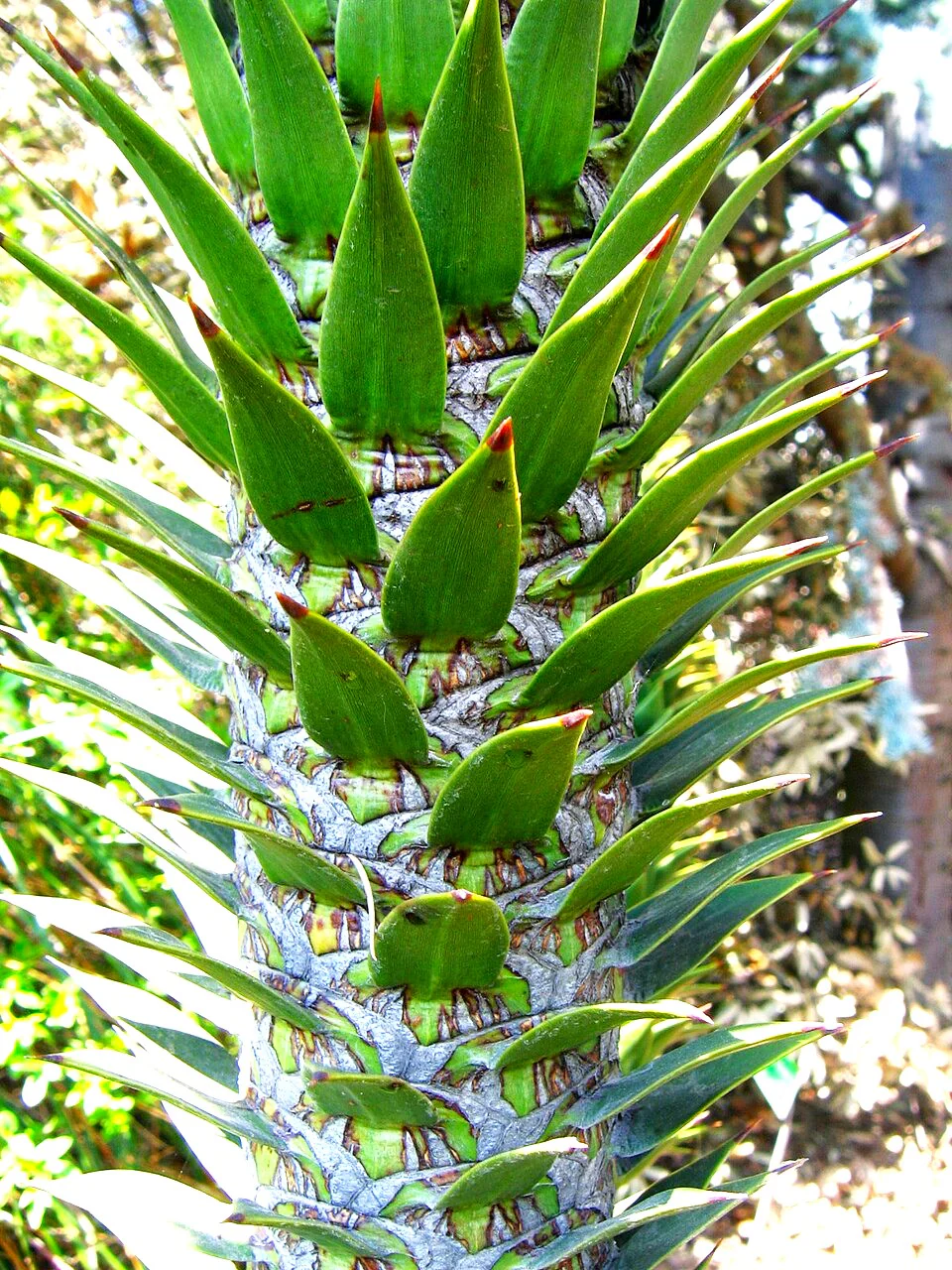 Monkey Puzzle Tree - Image 8