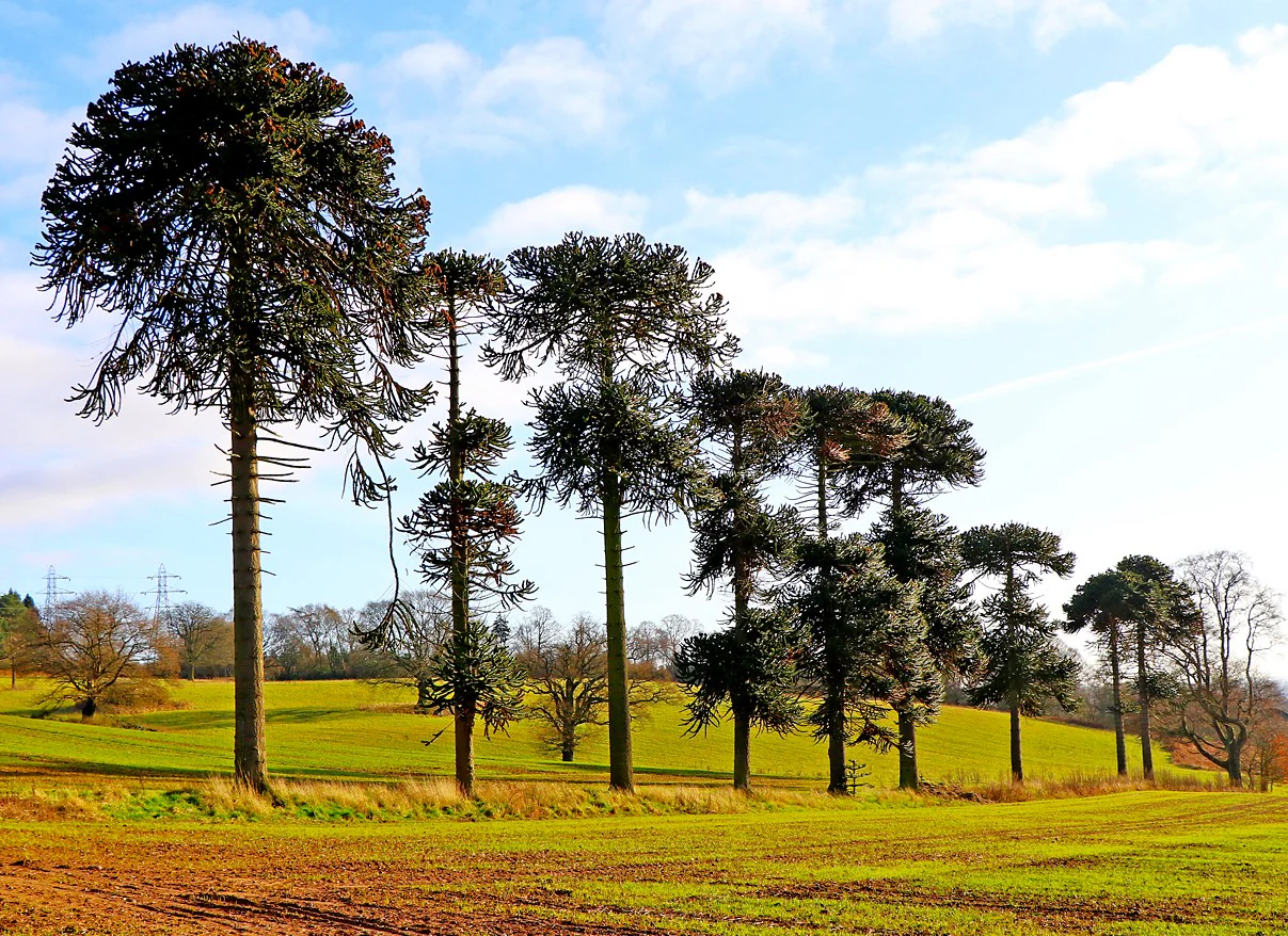 Monkey Puzzle Tree - Image 9