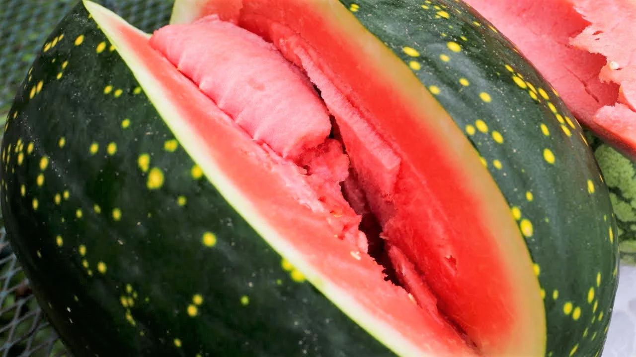 Moon & Stars Red Watermelon - Image 3