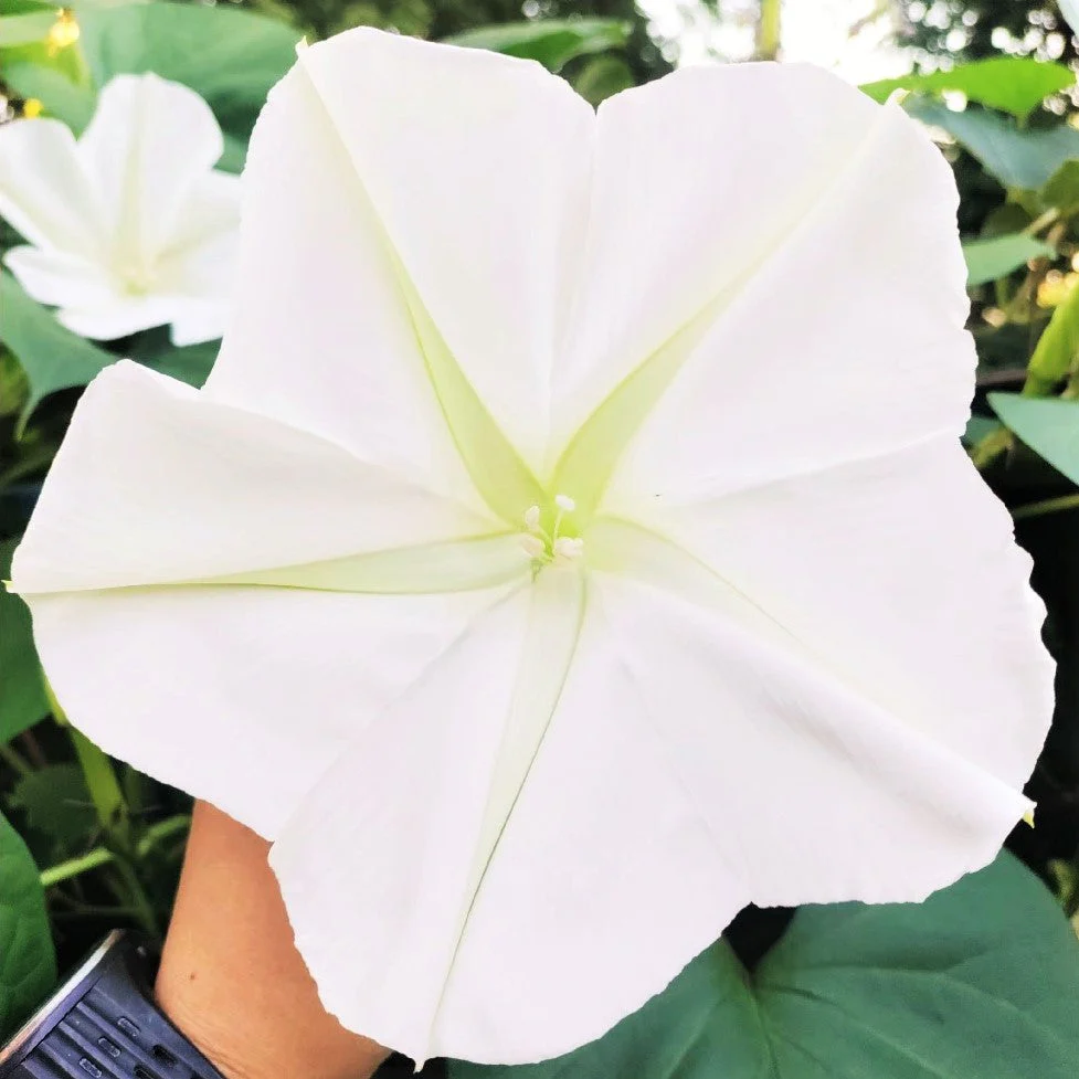 Moon Flower