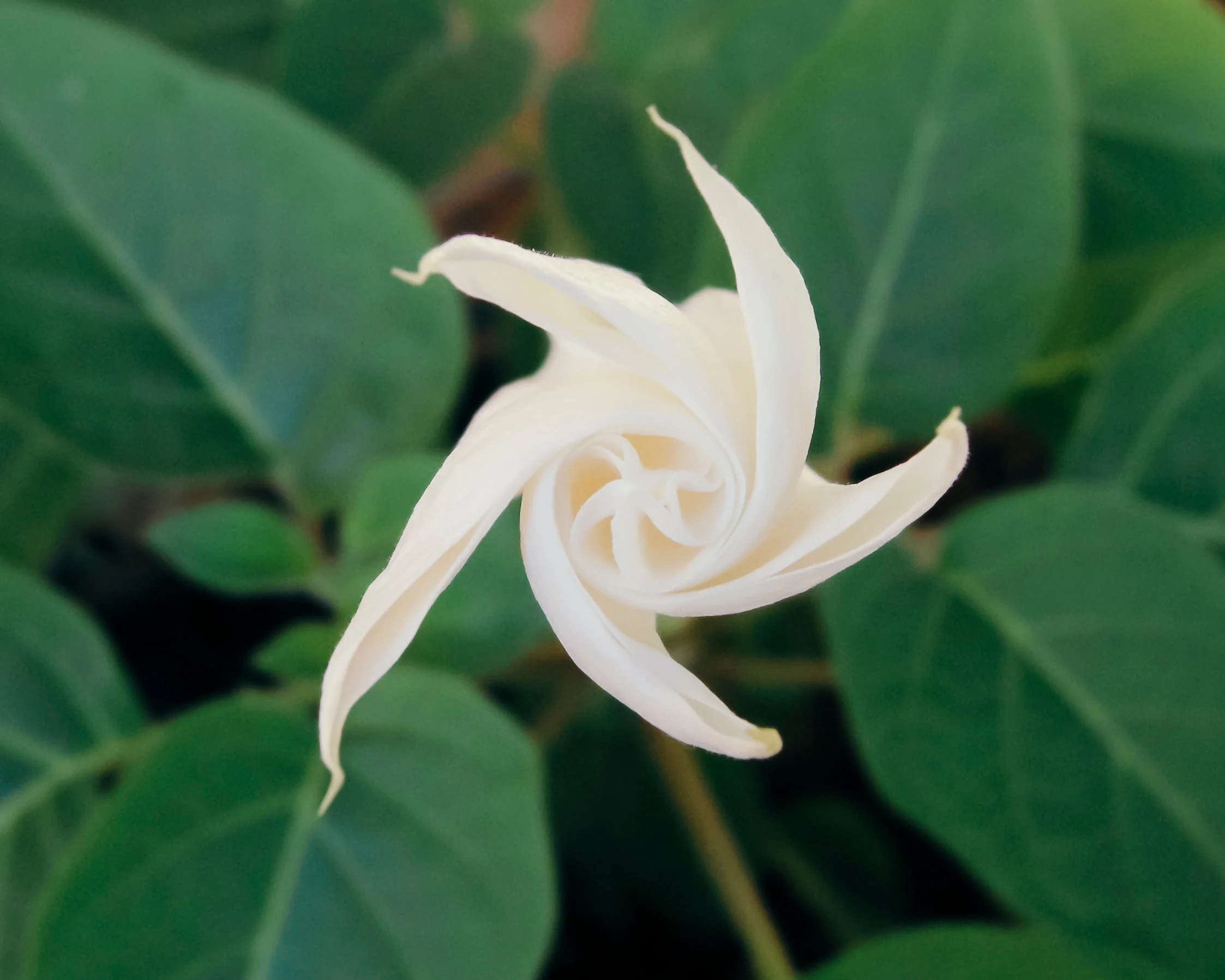 Moon Flower - Image 2