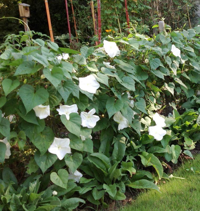Moon Flower - Image 5