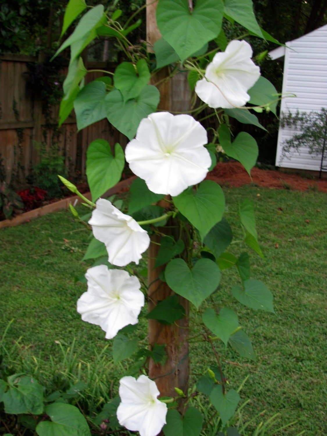 Moon Flower - Image 6