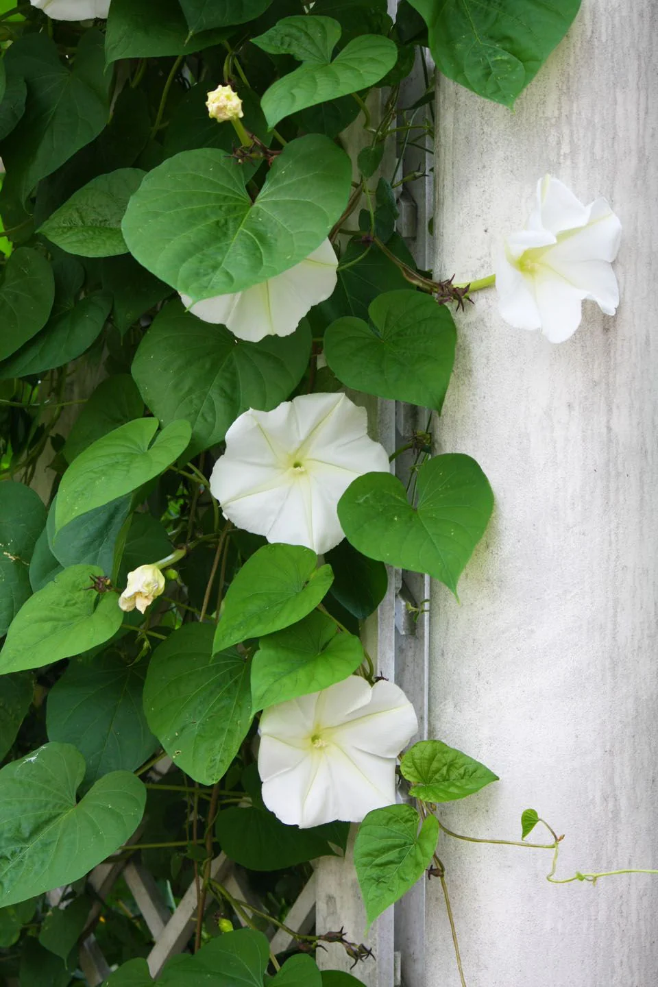 Moon Flower - Image 7