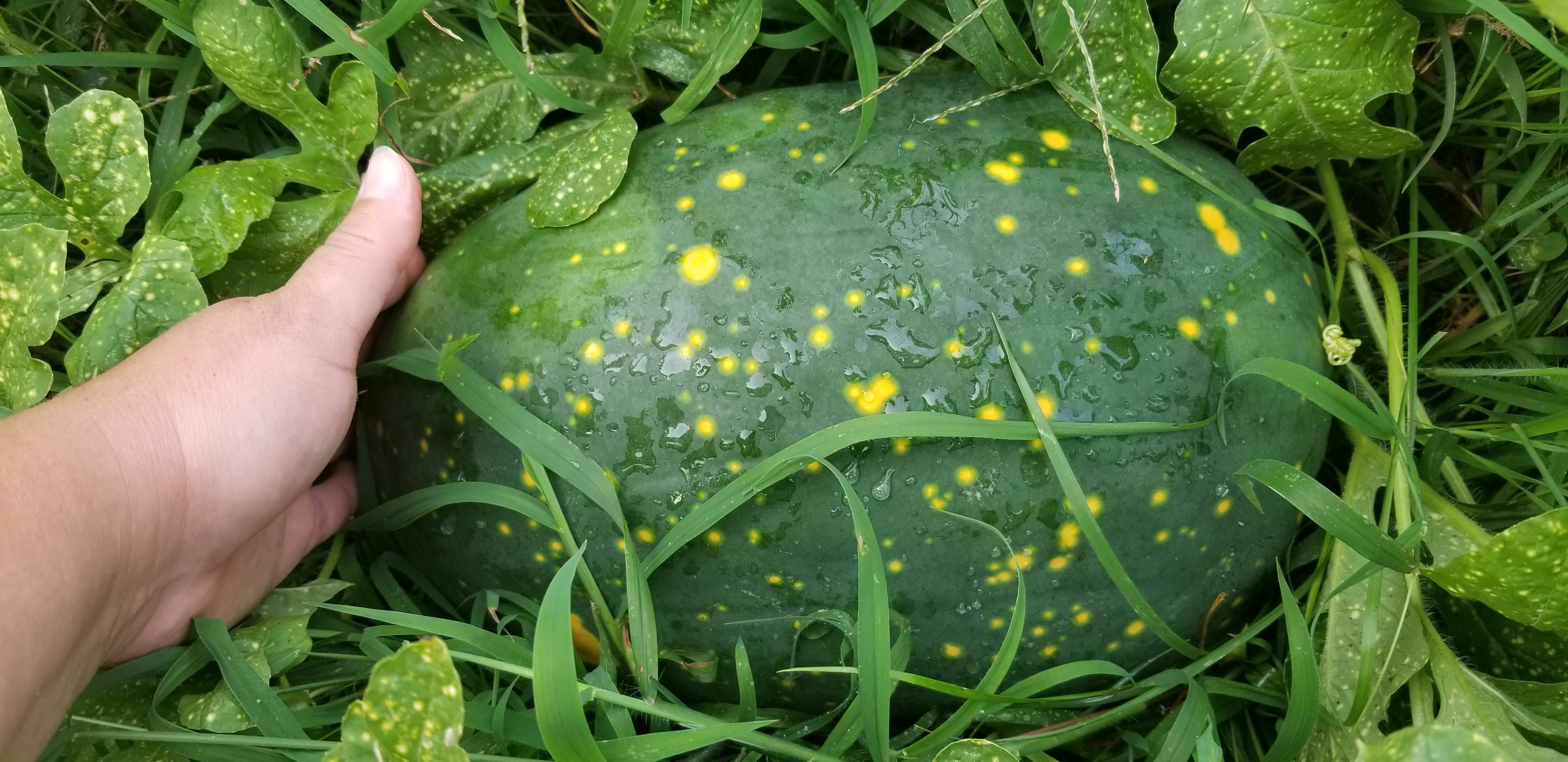 Moon & Stars Yellow Watermelon - Image 3